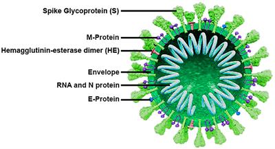 How Patients With Chronic Liver Diseases Succeed to Deal With COVID-19?